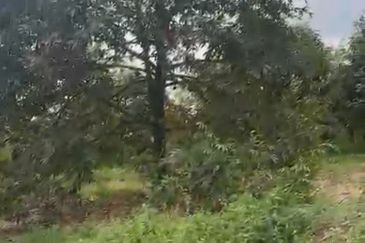 Oil Palm Land @ Labis