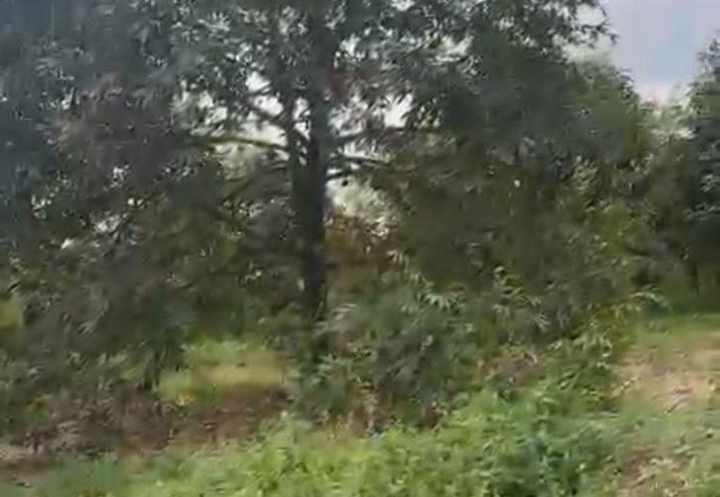 Oil Palm Land @ Labis