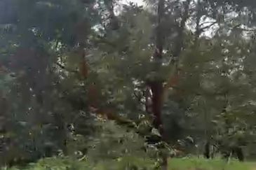 Oil Palm Land @ Labis