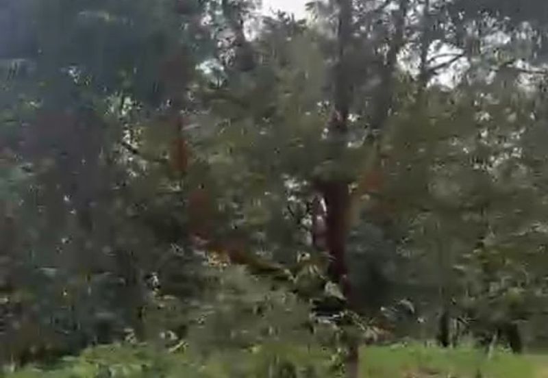 Oil Palm Land @ Labis