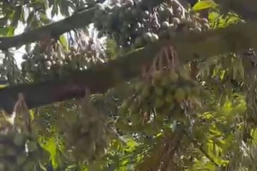 Oil Palm Land @ Labis