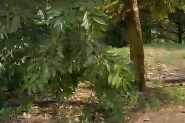 Oil Palm Land @ Labis