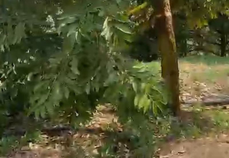 Oil Palm Land @ Labis