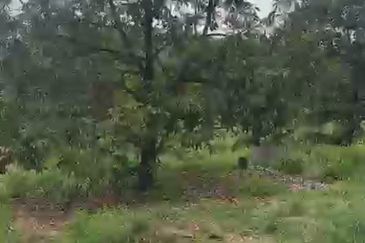 Oil Palm Land @ Labis