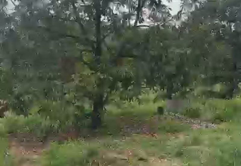 Oil Palm Land @ Labis