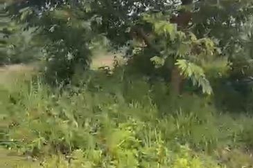 Oil Palm Land @ Labis