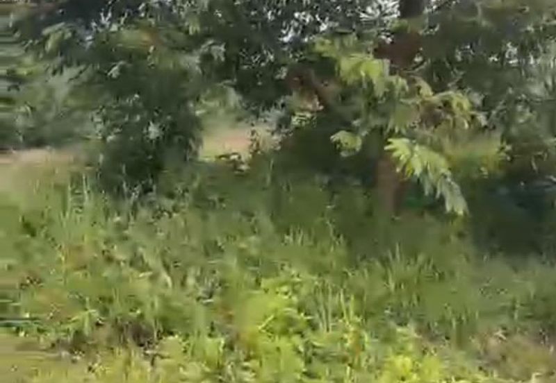 Oil Palm Land @ Labis