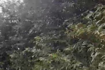 Oil Palm Land @ Labis