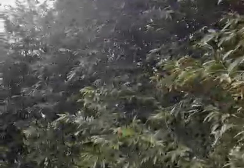 Oil Palm Land @ Labis