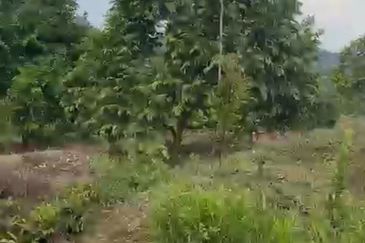 Oil Palm Land @ Labis