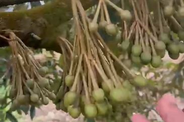 Oil Palm Land @ Labis