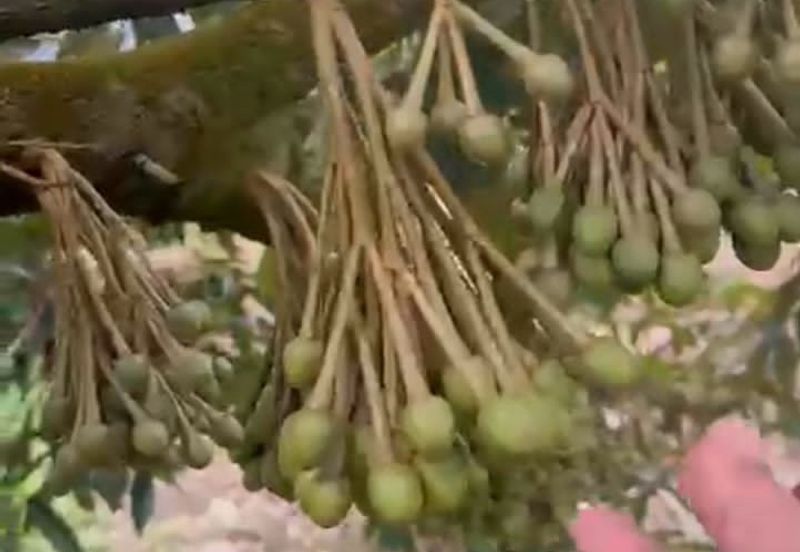 Oil Palm Land @ Labis