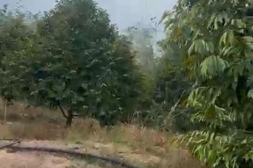 Oil Palm Land @ Labis