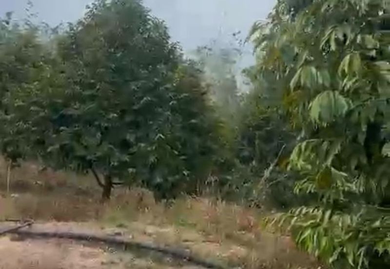 Oil Palm Land @ Labis