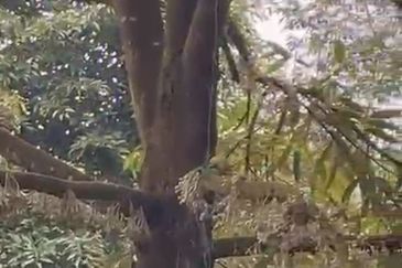 Oil Palm Land @ Labis