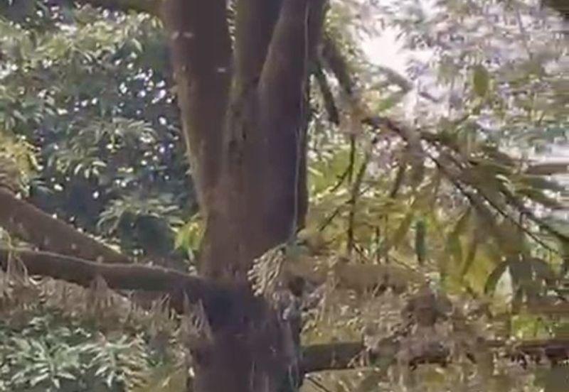 Oil Palm Land @ Labis