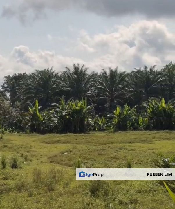 Agricultural Land Kelapa Sawit Johor For Sale – Freehold, Oil Palm Land, Johor, Kluang