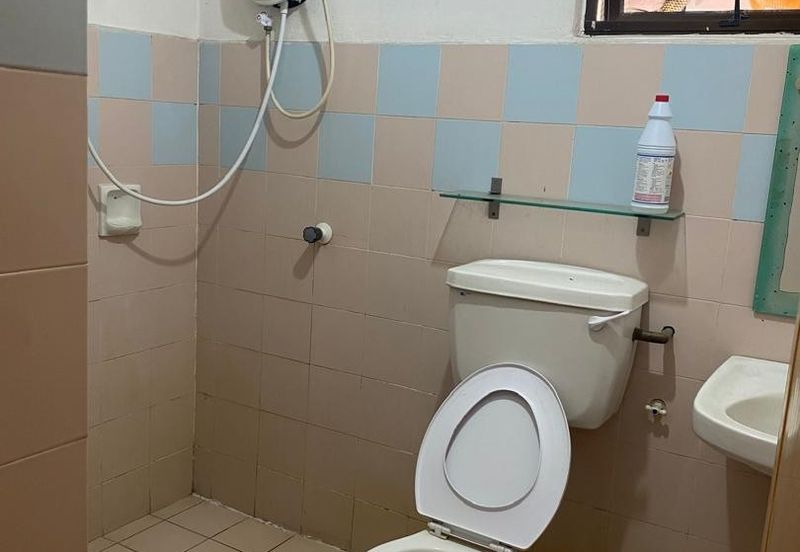 Evergreen Park Acorn and Hazel