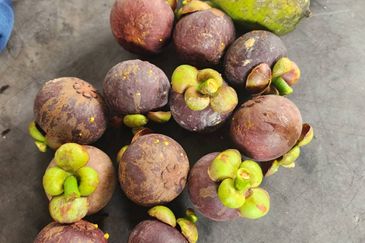 Kajang Land for Sale, Agriculture Orchard Land at Semanja, Kajang