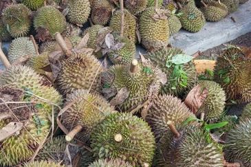 Kajang Land for Sale, Agriculture Orchard Land at Semanja, Kajang