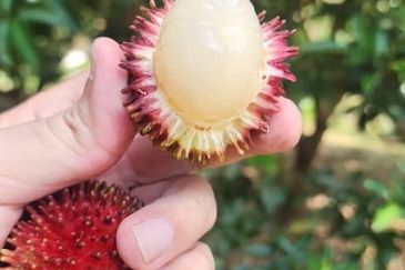 Kajang Land for Sale, Agriculture Orchard Land at Semanja, Kajang