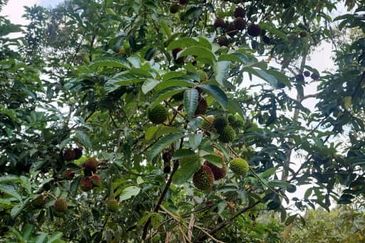 Kajang Land for Sale, Agriculture Orchard Land at Semanja, Kajang