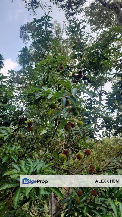 Kajang Land for Sale, Agriculture Orchard Land at Semanja, Kajang, Selangor, Kajang