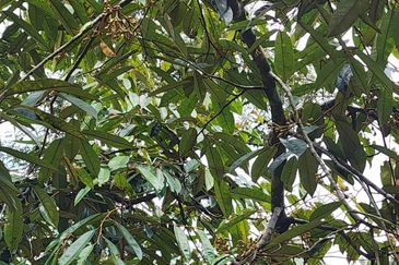 Kajang Land for Sale, Agriculture Orchard Land at Semanja, Kajang