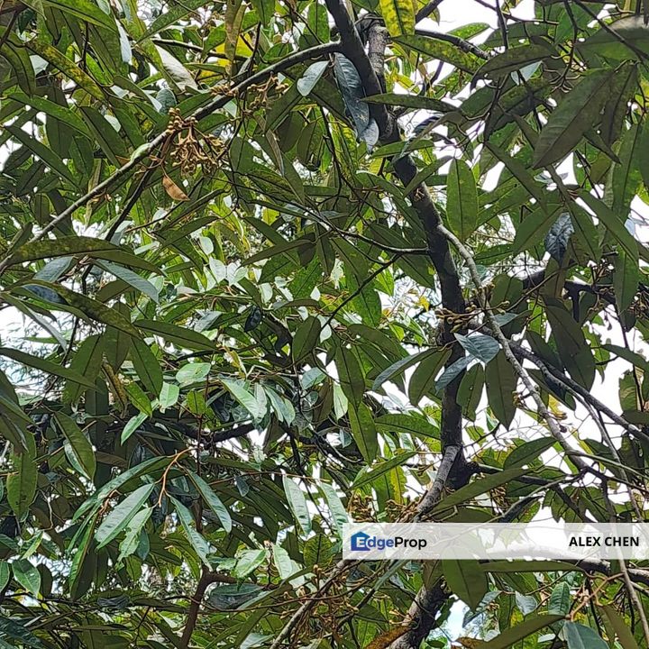 Kajang Land for Sale, Agriculture Orchard Land at Semanja, Kajang, Selangor, Kajang