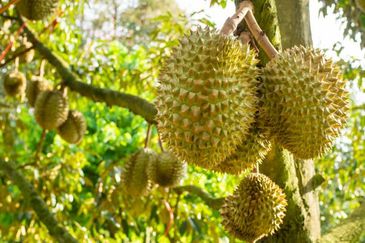 Kajang Land for Sale, Agriculture Orchard Land at Semanja, Kajang