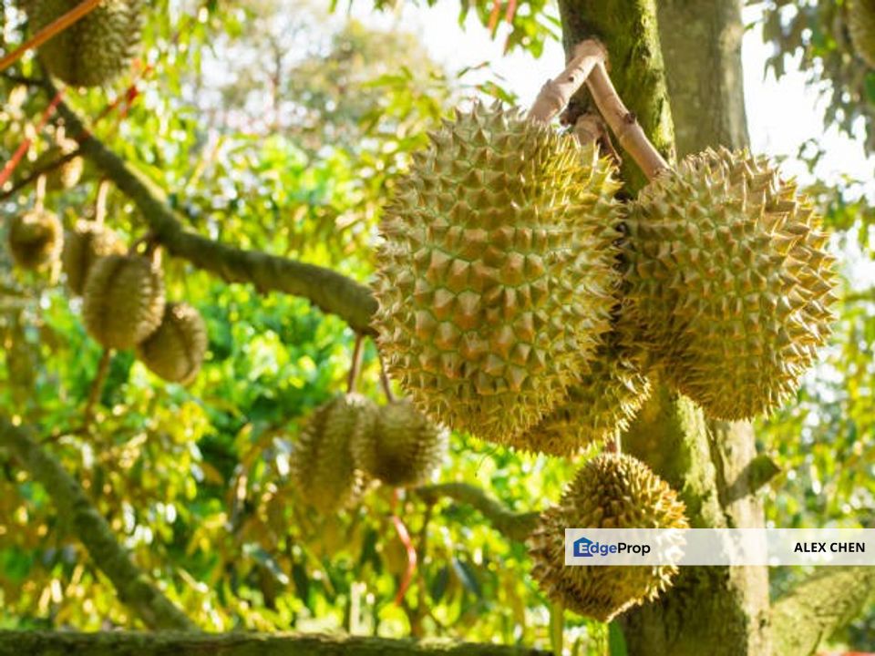 Kajang Land for Sale, Agriculture Orchard Land at Semanja, Kajang, Selangor, Kajang