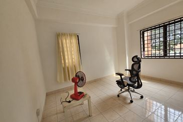 Evergreen Park Scot Pine