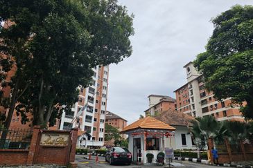 Evergreen Park Scot Pine