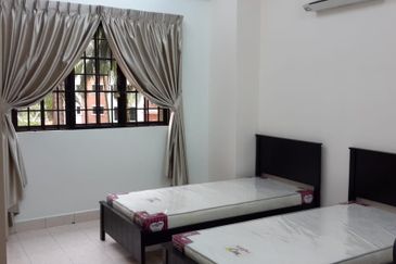 Evergreen Park Scot Pine