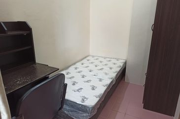 Evergreen Park Scot Pine