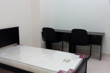 Evergreen Park Scot Pine