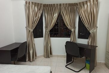 Evergreen Park Scot Pine