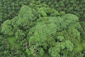 Ulu Benut Simpang Renggam Residential Land For Sale