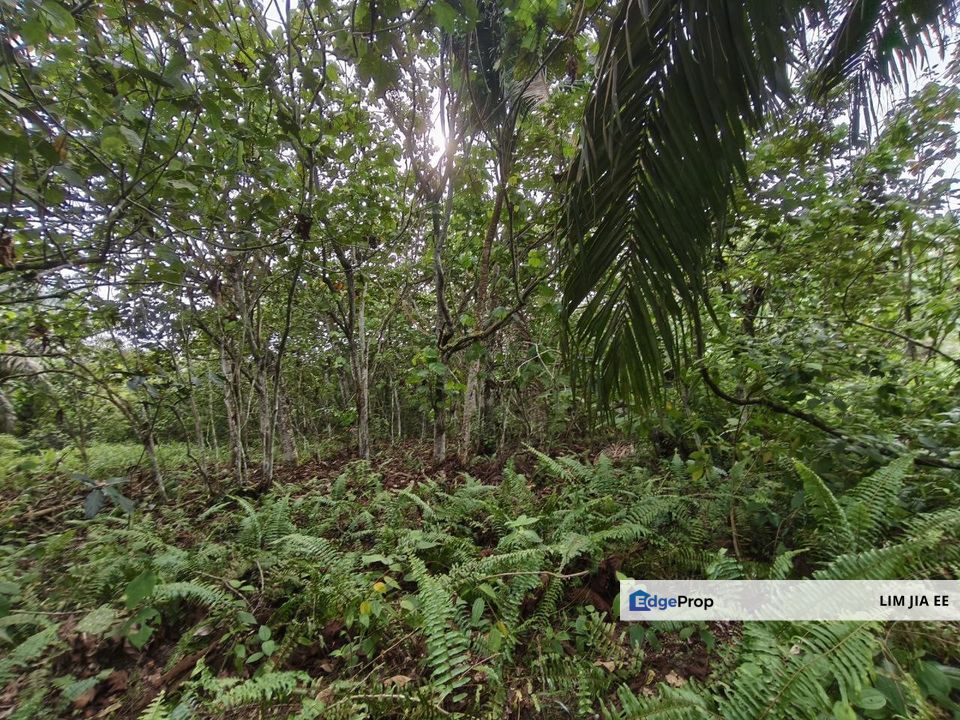 Ulu Benut Simpang Renggam Residential Land For Sale, Johor, Simpang Renggam