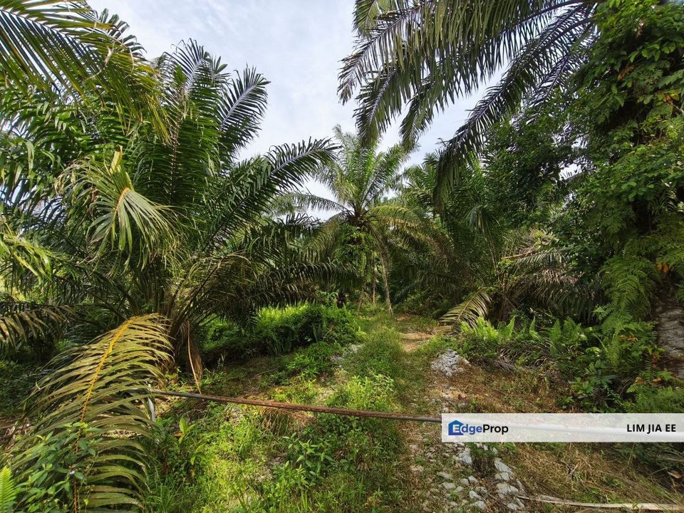 Parit Kudus @ Pontian Agriculture Land For Sale, Johor, Pontian