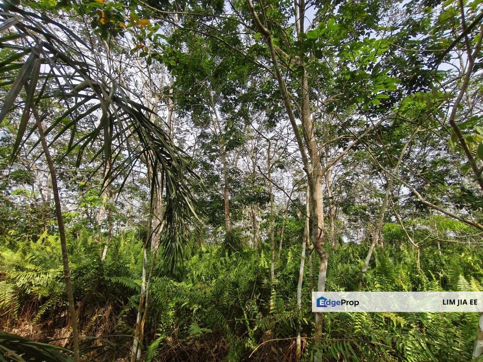 Parit Kudus @ Pontian Agriculture Land For Sale, Johor, Pontian