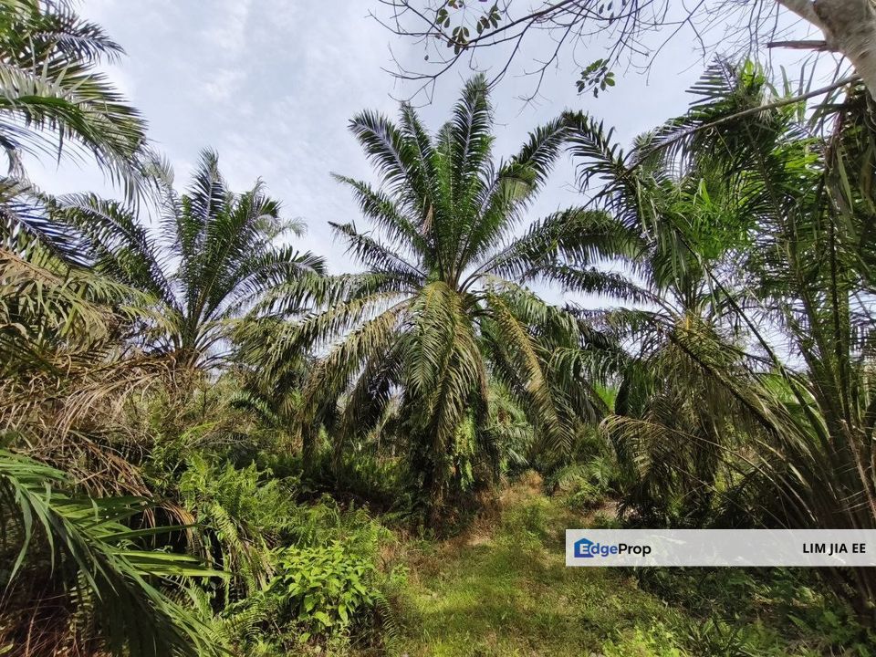 Parit Kudus @ Pontian Agriculture Land For Sale, Johor, Pontian