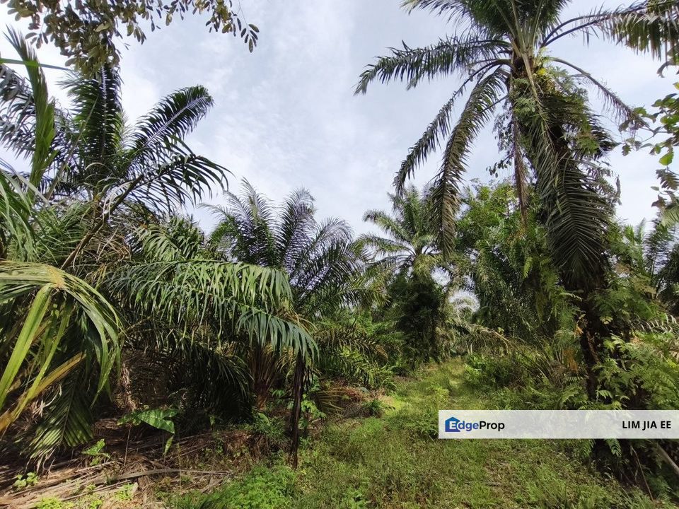 Parit Kudus @ Pontian Agriculture Land For Sale, Johor, Pontian