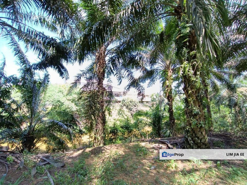Kulai Agriculture Land For Sale, Johor, Kulai