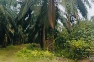 URGENT LAND 2 EKAR 2 BUNGALOW SAWIT SUNGAI RAMBAI