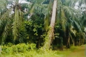 URGENT LAND 2 EKAR 2 BUNGALOW SAWIT SUNGAI RAMBAI