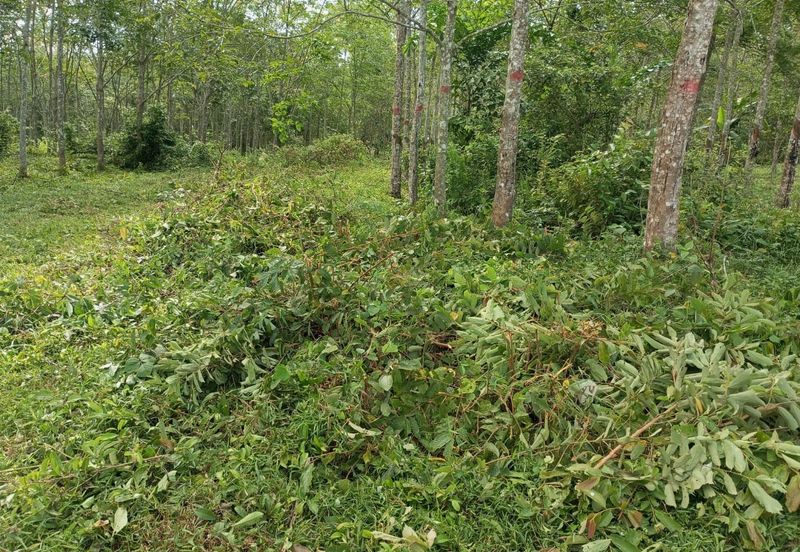 For sale freehold non bumi 7 ekar at alor gajah 