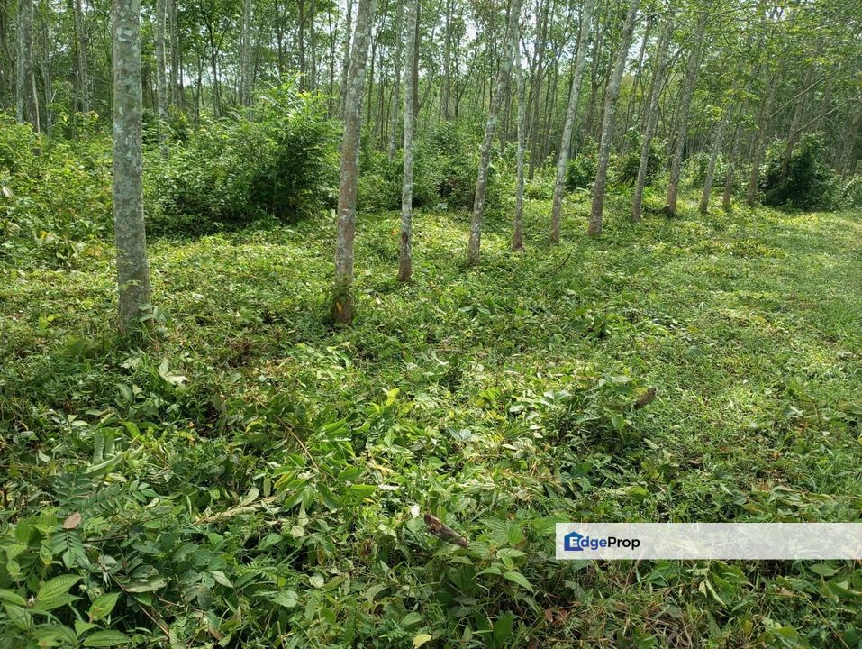 For sale freehold non bumi 7 ekar at alor gajah , Melaka, Alor Gajah