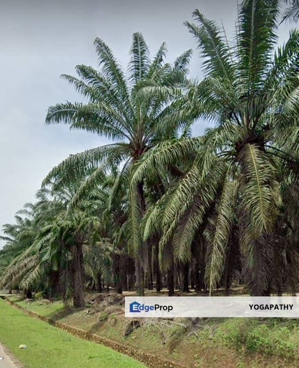 3246 acres Freehold Oil Palm estate Gua Musang, Kelantan, Gua Musang