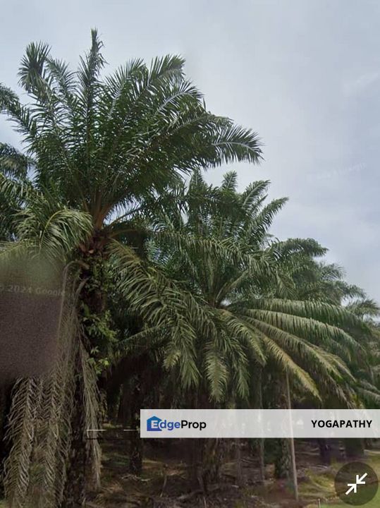 3246 acres Freehold Oil Palm estate Gua Musang, Kelantan, Gua Musang